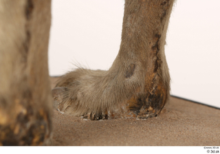 Striped Hyena Hyaena hyaena foot 0016.jpg